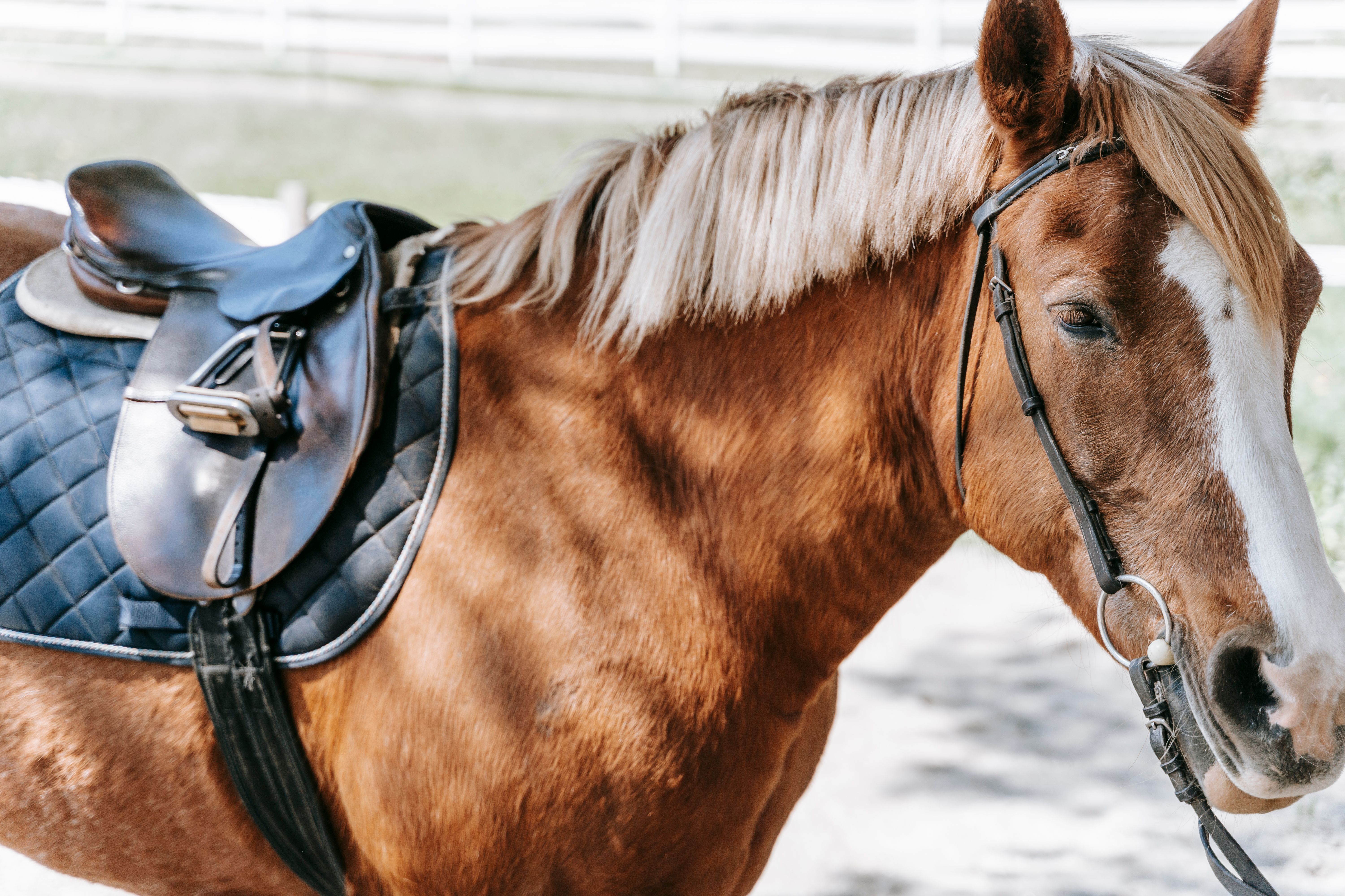 Premium Leather Saddlery Overview